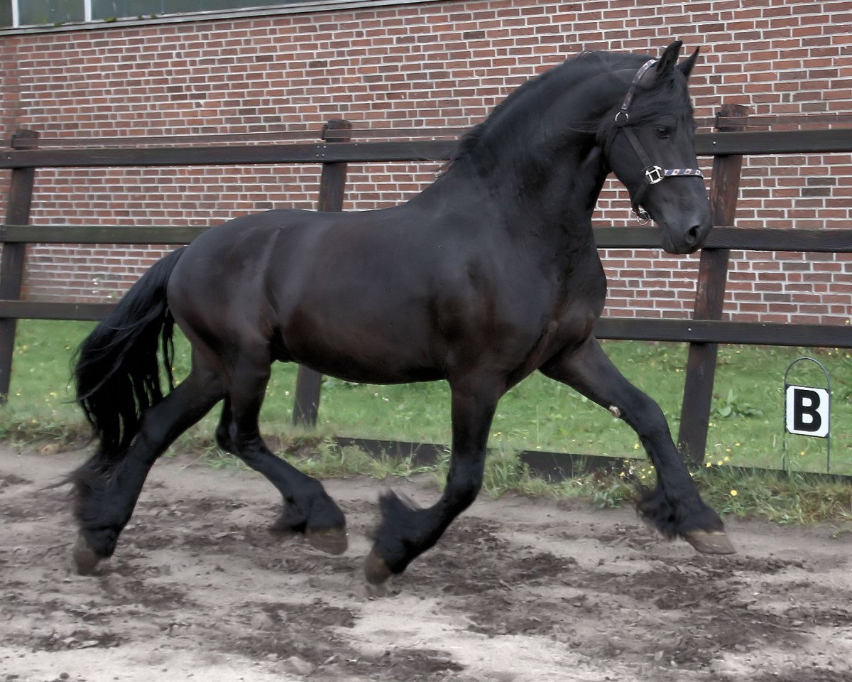 horse Bliksem (Friese, 2008, from Ait)