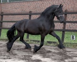 horse Bliksem (Friese, 2008, from Ait)