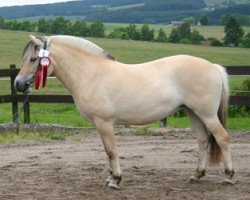 broodmare Gwen (Fjord Horse, 2011, from Dylan)