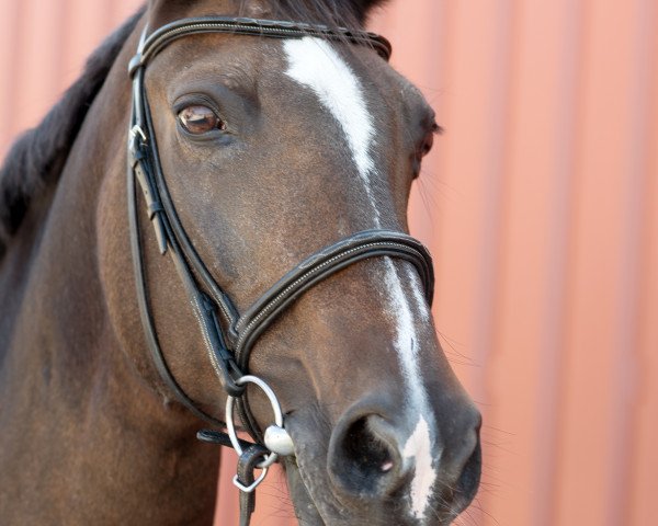 horse Isis 41 (German Warmblood, 1994, from Irkut)