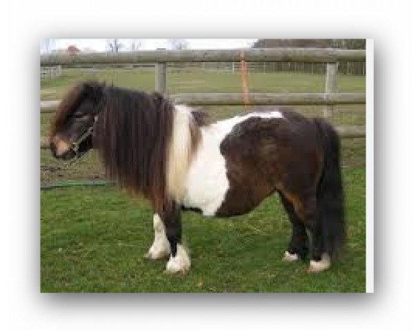 broodmare Llanshiver Daisy (Shetland pony (under 87 cm),  , from Nastase of Hasguard)