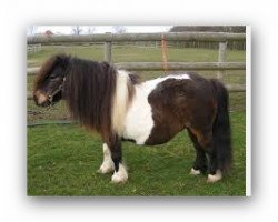 Zuchtstute Llanshiver Daisy (Shetland Pony (unter 87 cm),  , von Nastase of Hasguard)