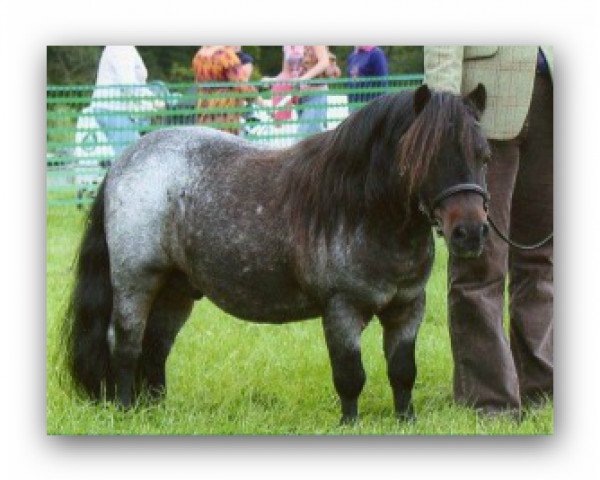 stallion Athelney Lightning (Shetland pony (under 87 cm),  , from Kerswell Kestrel)