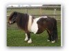 Deckhengst Nastase of Hasguard (Shetland Pony (unter 87 cm),  )