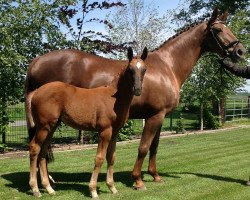 broodmare Durella GH (Oldenburg, 1997, from Rubinstein I)