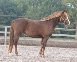 horse Kantje's Elma (New Forest Pony, 2009, from Orchid's Romario II)