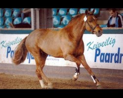 Deckhengst Orchid's Romario II (New-Forest-Pony, 2005, von Brandy XIII)