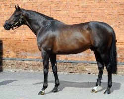 stallion Malinas xx (Thoroughbred, 2001, from Lomitas xx)