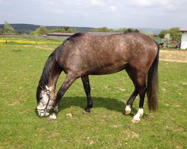 jumper Cassiopeia (Zweibrücken, 2010, from Catalido)