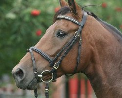 dressage horse Naomi (Hannoveraner, 2001, from Natiello xx)