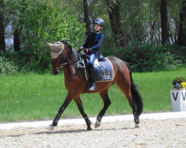 dressage horse TopNemo (German Riding Pony, 2001, from Top Nantario)