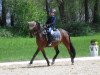 dressage horse TopNemo (German Riding Pony, 2001, from Top Nantario)