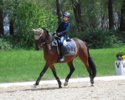 dressage horse TopNemo (German Riding Pony, 2001, from Top Nantario)