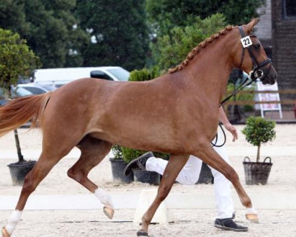 Zuchtstute Fay Fortuna ZH (Nederlands Rijpaarden en Pony, 2001, von First Stayerhof's Ramzi H)