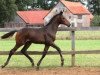 jumper Quattro's Boy 5 (Oldenburg show jumper, 2014, from Quattro B)