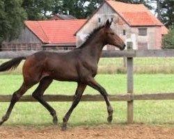 jumper Quattro's Boy 5 (Oldenburger Springpferd, 2014, from Quattro B)