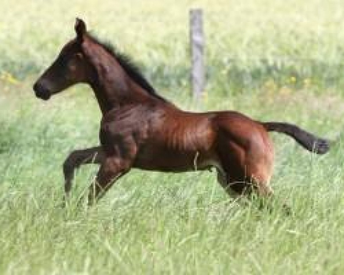 broodmare Die Zaubermaus (Oldenburg, 2014, from Quattro B)