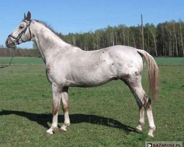 stallion Klakier (Polish Warmblood, 1994, from Pentagon)