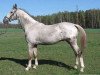 stallion Klakier (Polish Warmblood, 1994, from Pentagon)