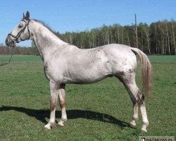 stallion Klakier (Polish Warmblood, 1994, from Pentagon)