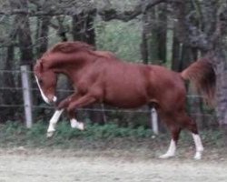 horse Ben White Socks (Hannoveraner, 2010, from Bon Balou 5)