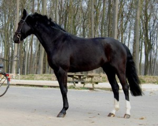 broodmare Fuenamour (Oldenburg, 0101, from San Amour I)