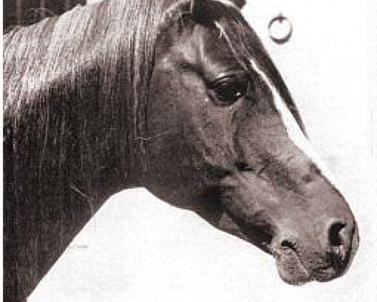 stallion Jaleel ox (Arabian purebred, 1927, from Naseem 1922 ox)