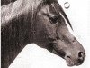stallion Jaleel ox (Arabian thoroughbred, 1927, from Naseem 1922 ox)