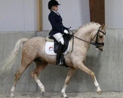 Pferd Lord S (Nederlands Rijpaarden en Pony, 2005, von Le Matsjo)