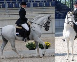 stallion Ismar (Nederlands Rijpaarden en Pony, 1990, from Ismaël ox)