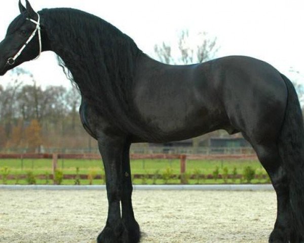 stallion Lolke 371 (Friese, 1995, from Oege 267)