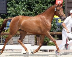 Pferd Belana (Nederlands Rijpaarden en Pony, 2006, von Sidney)