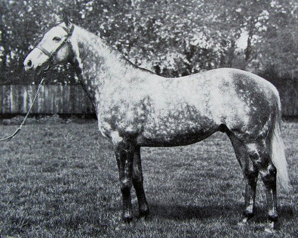 stallion No Mercy xx (Thoroughbred, 1968, from Fortino II xx)