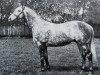 stallion No Mercy xx (Thoroughbred, 1968, from Fortino II xx)