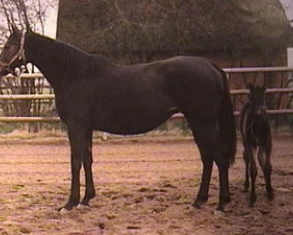 broodmare Lady Tycoon xx (Thoroughbred, 1979, from No Mercy xx)