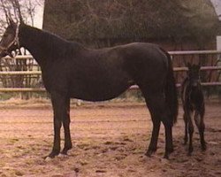 broodmare Lady Tycoon xx (Thoroughbred, 1979, from No Mercy xx)