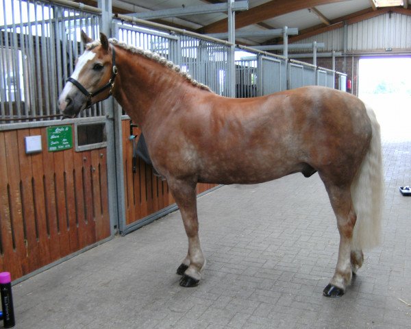 Dressurpferd Erwin 14 (Haflinger, 1998)