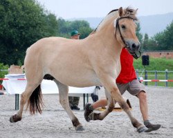 broodmare Loa (Fjord Horse, 2005, from Dylan)