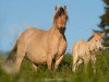 broodmare Lissa (Fjord Horse, 1997, from Kvest Halsnæs)