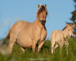 broodmare Lissa (Fjord Horse, 1997, from Kvest Halsnæs)