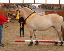 broodmare Lisanna (Fjord Horse, 2010, from Dylan)