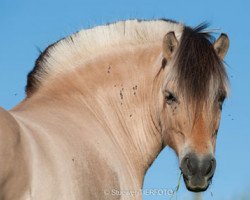 broodmare Laquesta (Fjord Horse, 2000, from Kvest Halsnæs)