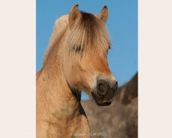 broodmare Langthjems Flikka (Fjord Horse, 2003, from Frederik Skovå)