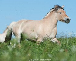 broodmare Lamina (Fjord Horse, 2007, from Valør Halsnæs)