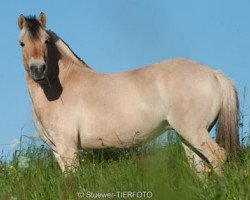 Zuchtstute Lalinda (Fjordpferd, 2009, von Dylan)