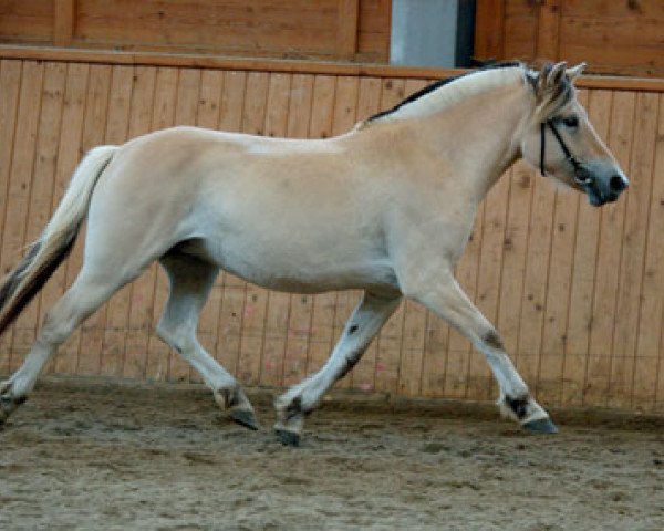 broodmare Laguna (Fjord Horse, 2010, from Dylan)