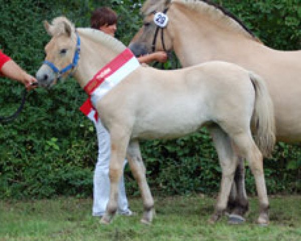 Pferd Davorka (Fjordpferd, 2010, von Dexter)