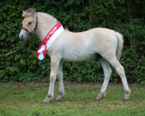 horse Tveile (Fjord Horse, 2010, from Mr. Tveiten N.2591)