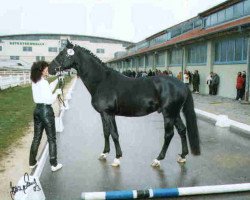 horse Donatello (Trakehner, 1999, from Legato)