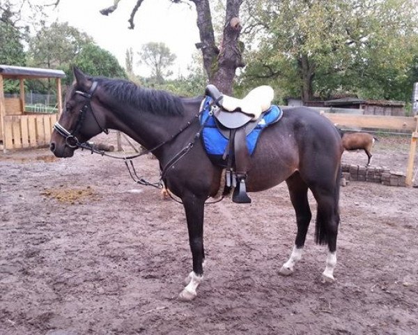 horse Atoum'Re ox (Arabian thoroughbred, 2008, from Kerbella ox)